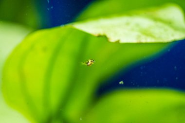 Tatlı su akvaryum balığı, Amazon Nehri 'nden Genç Melek Balığı, Pterophyllum scallare (altum)