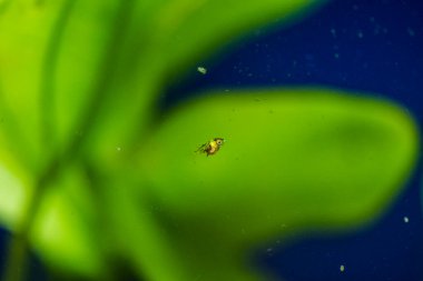 Tatlı su akvaryum balığı, Amazon Nehri 'nden Genç Melek Balığı, Pterophyllum scallare (altum)