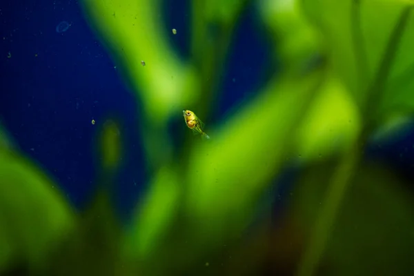 Peces Acuario Agua Dulce Pez Ángel Joven Del Río Amazonas — Foto de Stock