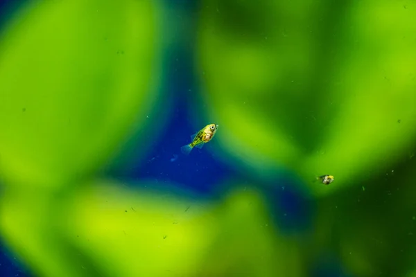 Tatlı Akvaryum Balığı Amazon Nehri Nden Genç Melek Balığı Pterophyllum — Stok fotoğraf
