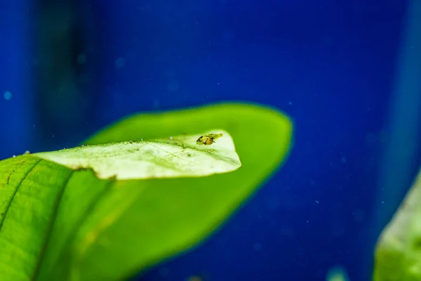 Tatlı Akvaryum Balığı Amazon Nehri Nden Genç Melek Balığı Pterophyllum — Stok fotoğraf