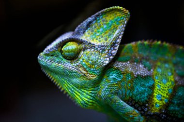 Peçeli bukalemun (Chamaeleo calyptratus), Arap Yarımadası Yemen ve Suudi Arabistan 'a özgü bir bukalemun türüdür. Diğer yaygın isimleriyse bukalemun ve bukalemun..
