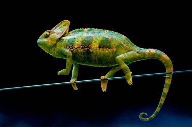 Peçeli bukalemun (Chamaeleo calyptratus), Arap Yarımadası Yemen ve Suudi Arabistan 'a özgü bir bukalemun türüdür. Diğer yaygın isimleriyse bukalemun ve bukalemun..