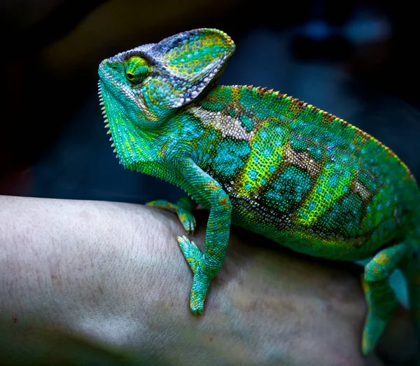 Camaleón Chamaeleo Calyptratus Una Especie Camaleón Nativo Península Arábiga Los — Foto de Stock