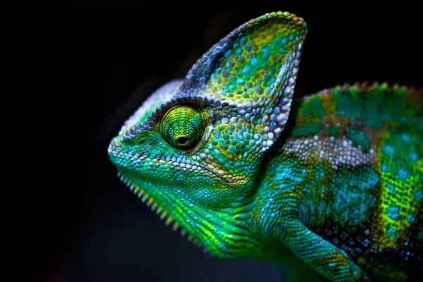 Peçeli bukalemun (Chamaeleo calyptratus), Arap Yarımadası Yemen ve Suudi Arabistan 'a özgü bir bukalemun türüdür. Diğer yaygın isimleriyse bukalemun ve bukalemun..