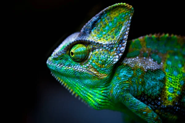 The veiled chameleon (Chamaeleo calyptratus) is aspeciesofchameleonnative to theArabian Peninsulain Yemen and Saudi Arabia. Other common names includecone-head chameleon and Yemen chameleon.