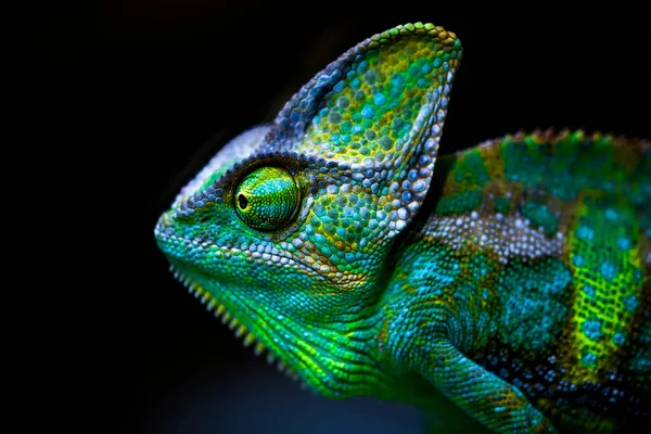 Das Verschleierte Chamäleon Chamaeleo Calyptratus Gehört Den Chamäleonarten Auf Der — Stockfoto