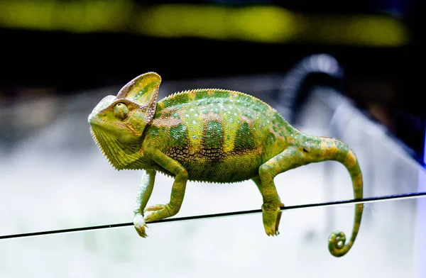 Camaleão Camaleão Chamaeleo Calyptratus Uma Espécie Camaleão Nativa Iémen Arábia — Fotografia de Stock