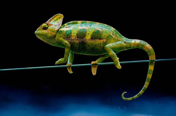 Veiled Chameleon Chamaeleo Calyptratus Aspeciesofchameleonnative Thearabian Peninsulain Yemen Saudi Arabia — Stock Photo, Image
