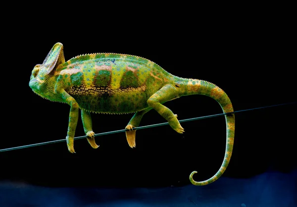 Camaleão Camaleão Chamaeleo Calyptratus Uma Espécie Camaleão Nativa Iémen Arábia — Fotografia de Stock