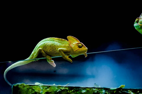 Das Verschleierte Chamäleon Chamaeleo Calyptratus Gehört Den Chamäleonarten Auf Der — Stockfoto