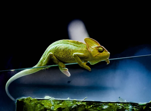 Das Verschleierte Chamäleon Chamaeleo Calyptratus Gehört Den Chamäleonarten Auf Der — Stockfoto