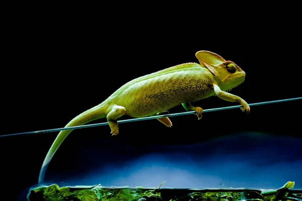 Peçeli bukalemun (Chamaeleo calyptratus), Arap Yarımadası Yemen ve Suudi Arabistan 'a özgü bir bukalemun türüdür. Diğer yaygın isimleriyse bukalemun ve bukalemun..