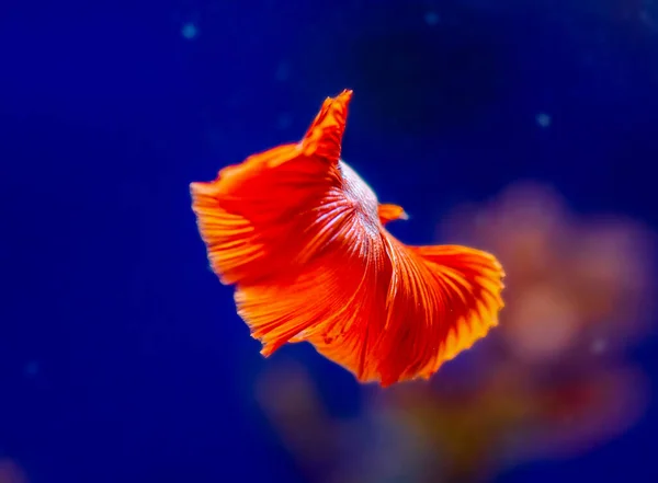 Thesiamese Fighting Fish Betta Splendens Also Known Thebetta — Stock Photo, Image