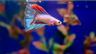 Savaşçı Siyam Balığı (Betta ihtişamlı), diğer adıyla Beta Balığı