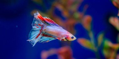 Savaşçı Siyam Balığı (Betta ihtişamlı), diğer adıyla Beta Balığı