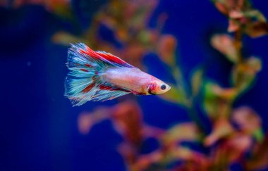 Savaşçı Siyam Balığı (Betta ihtişamlı), diğer adıyla Beta Balığı