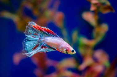 Savaşçı Siyam Balığı (Betta ihtişamlı), diğer adıyla Beta Balığı