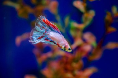 Savaşçı Siyam Balığı (Betta ihtişamlı), diğer adıyla Beta Balığı