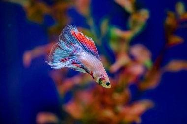 Savaşçı Siyam Balığı (Betta ihtişamlı), diğer adıyla Beta Balığı