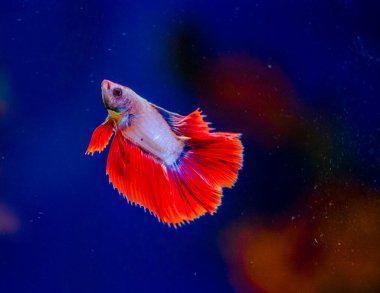 Savaşçı Siyam Balığı (Betta ihtişamlı), diğer adıyla Beta Balığı