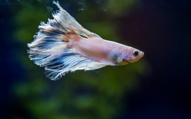 Savaşçı Siyam Balığı (Betta ihtişamlı), diğer adıyla Beta Balığı