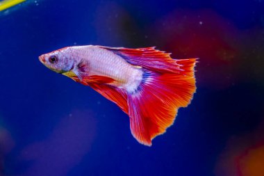 Savaşçı Siyam Balığı (Betta ihtişamlı), diğer adıyla Beta Balığı