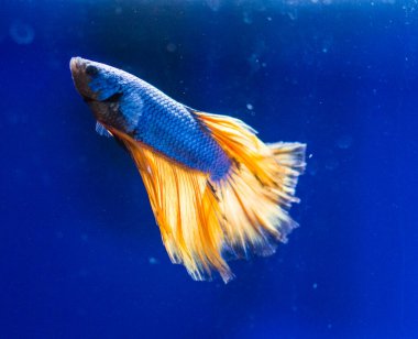 Savaşçı Siyam Balığı (Betta ihtişamlı), diğer adıyla Beta Balığı