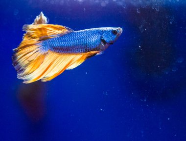 Savaşçı Siyam Balığı (Betta ihtişamlı), diğer adıyla Beta Balığı