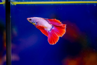 Savaşçı Siyam Balığı (Betta ihtişamlı), diğer adıyla Beta Balığı