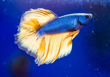 Savaşçı Siyam Balığı (Betta ihtişamlı), diğer adıyla Beta Balığı