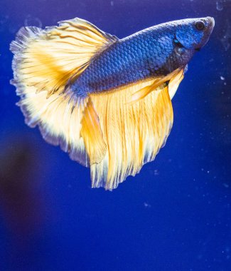 Savaşçı Siyam Balığı (Betta ihtişamlı), diğer adıyla Beta Balığı