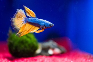 Savaşçı Siyam Balığı (Betta ihtişamlı), diğer adıyla Beta Balığı