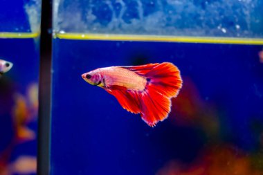 Savaşçı Siyam Balığı (Betta ihtişamlı), diğer adıyla Beta Balığı