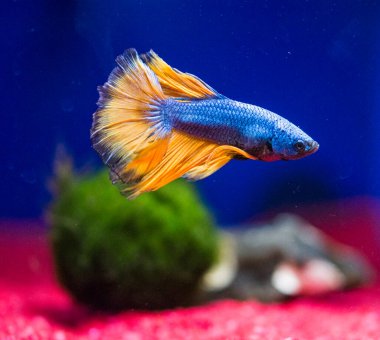 Savaşçı Siyam Balığı (Betta ihtişamlı), diğer adıyla Beta Balığı