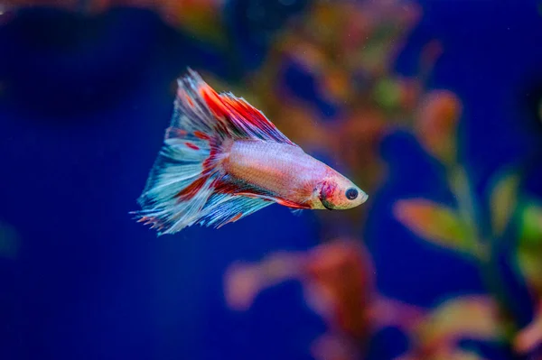 Savaşçı Siyam Balığı (Betta ihtişamlı), diğer adıyla Beta Balığı