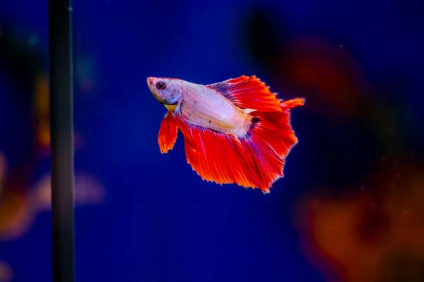 Pez Siamés Lucha Betta Splendens También Conocido Como Thebetta — Foto de Stock