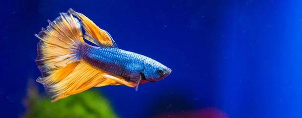 Siamese Vechtvis Betta Splendens Ook Bekend Als Betta — Stockfoto