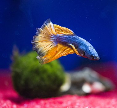 Savaşçı Siyam Balığı (Betta ihtişamlı), diğer adıyla Beta Balığı