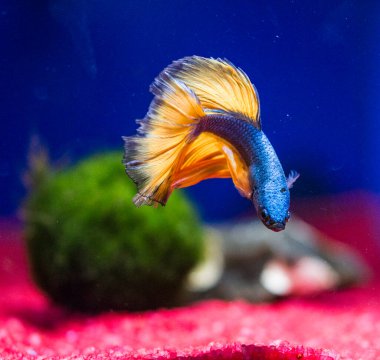 Savaşçı Siyam Balığı (Betta ihtişamlı), diğer adıyla Beta Balığı