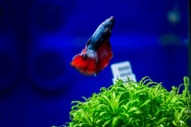 Savaşçı Siyam Balığı (Betta ihtişamlı), diğer adıyla Beta Balığı