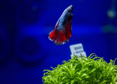 Savaşçı Siyam Balığı (Betta ihtişamlı), diğer adıyla Beta Balığı