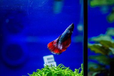 Savaşçı Siyam Balığı (Betta ihtişamlı), diğer adıyla Beta Balığı