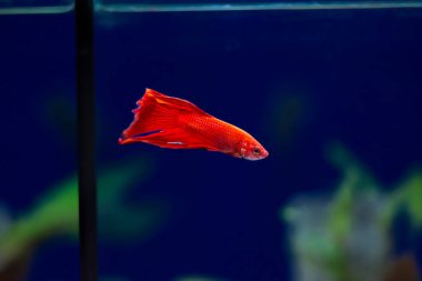 Savaşçı Siyam Balığı (Betta ihtişamlı), diğer adıyla Beta Balığı