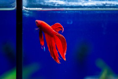 Savaşçı Siyam Balığı (Betta ihtişamlı), diğer adıyla Beta Balığı