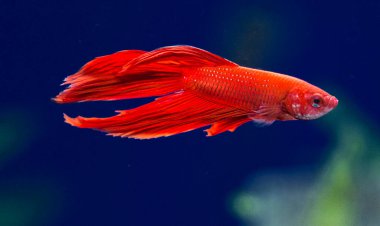 Savaşçı Siyam Balığı (Betta ihtişamlı), diğer adıyla Beta Balığı