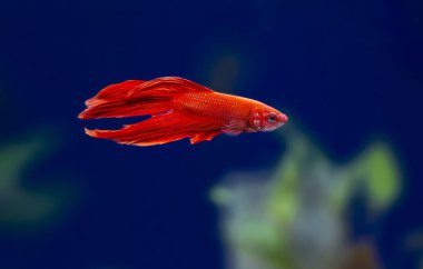 Savaşçı Siyam Balığı (Betta ihtişamlı), diğer adıyla Beta Balığı