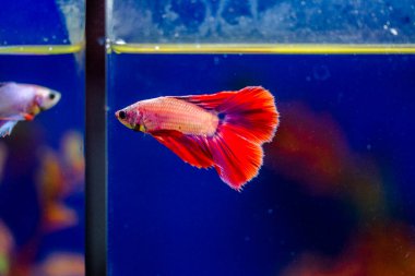 Savaşçı Siyam Balığı (Betta ihtişamlı), diğer adıyla Beta Balığı