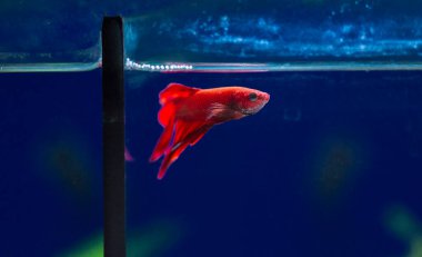 Savaşçı Siyam Balığı (Betta ihtişamlı), diğer adıyla Beta Balığı