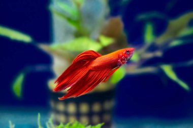 Savaşçı Siyam Balığı (Betta ihtişamlı), diğer adıyla Beta Balığı